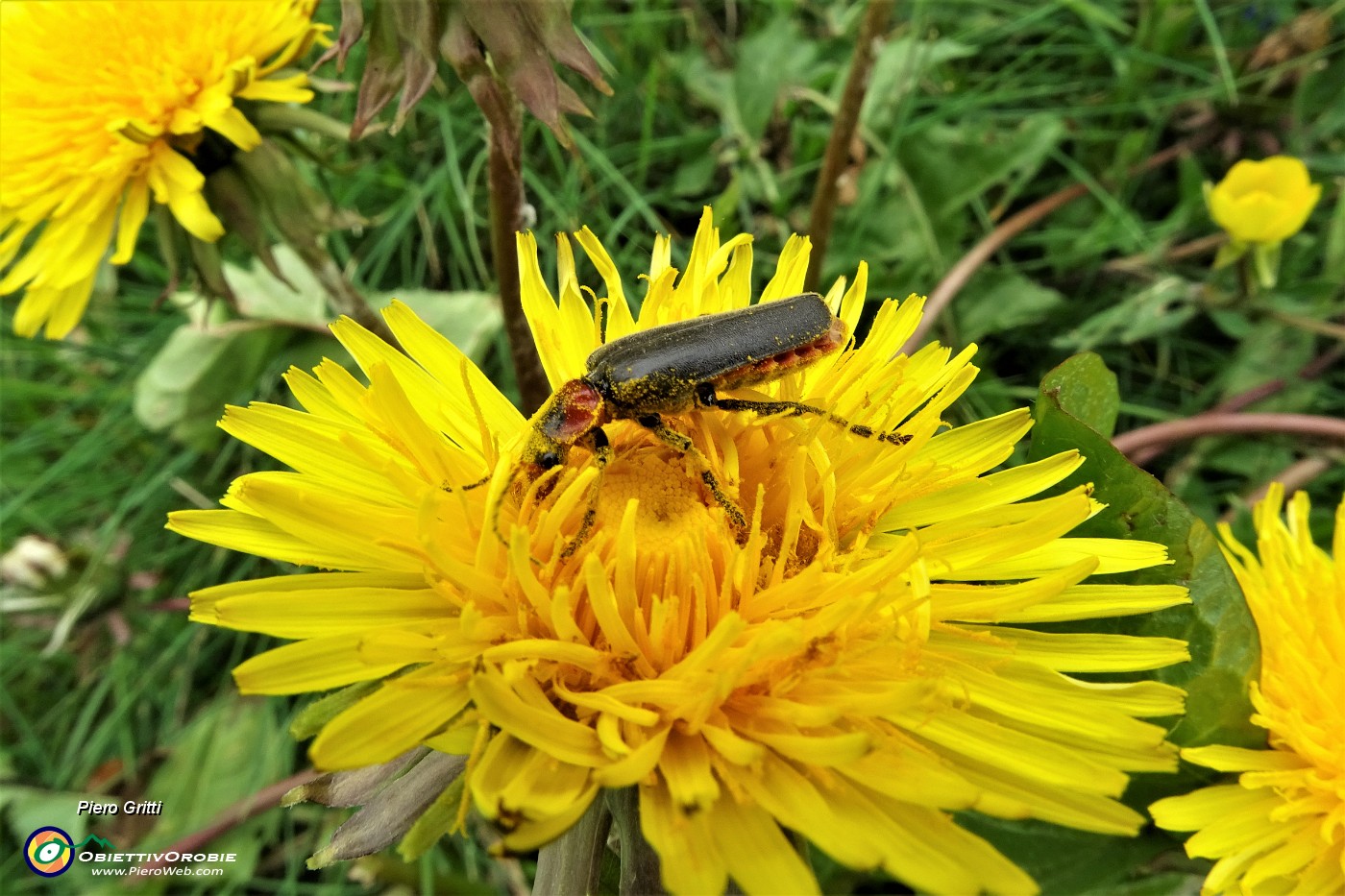 62 Insetto immerso su fiore giallo.JPG